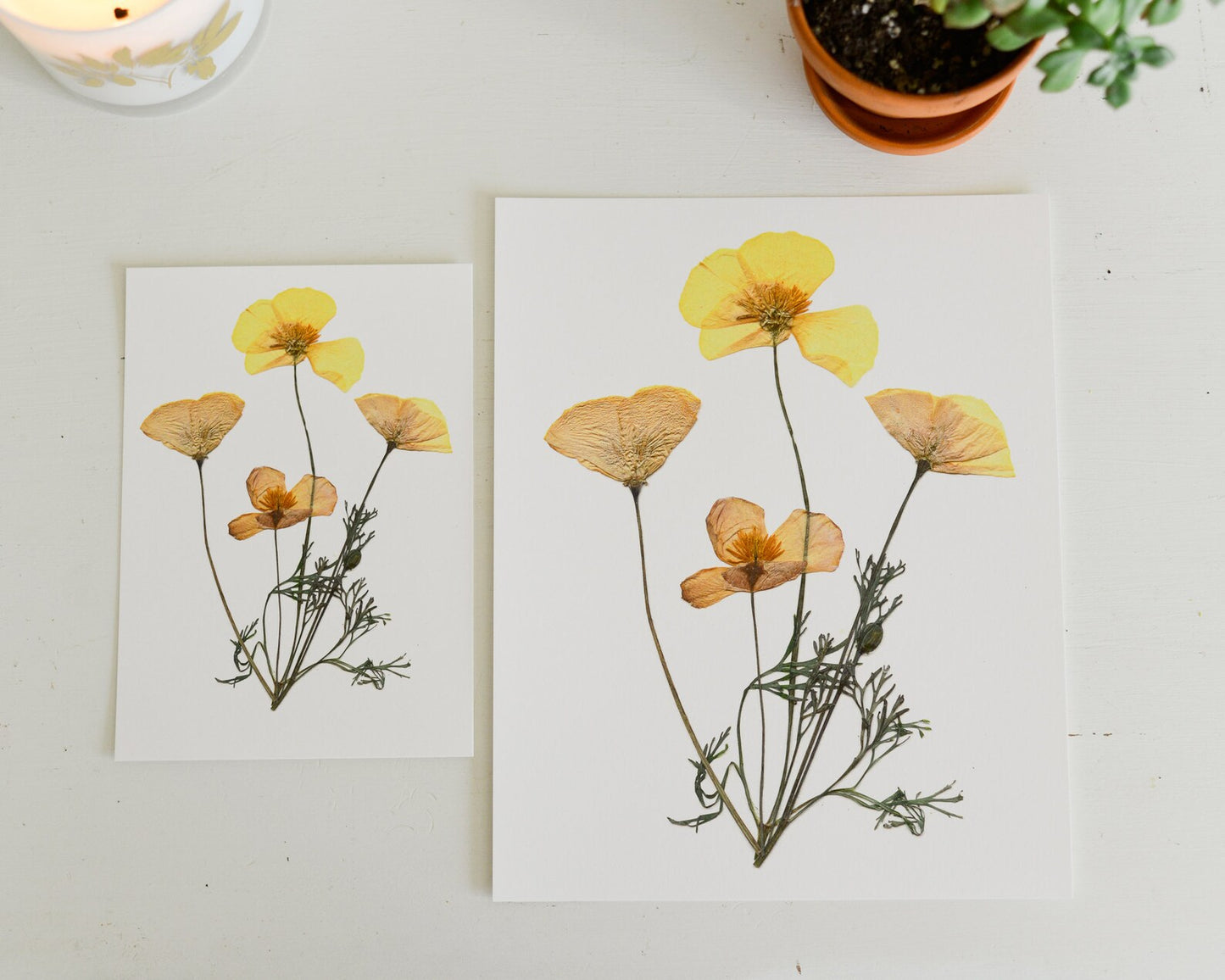 California Poppy - Art Print of Pressed Flowers