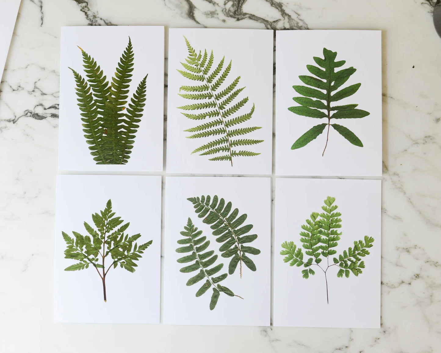 Forest Ferns - Blank Greeting Cards, set of 6 with envelopes