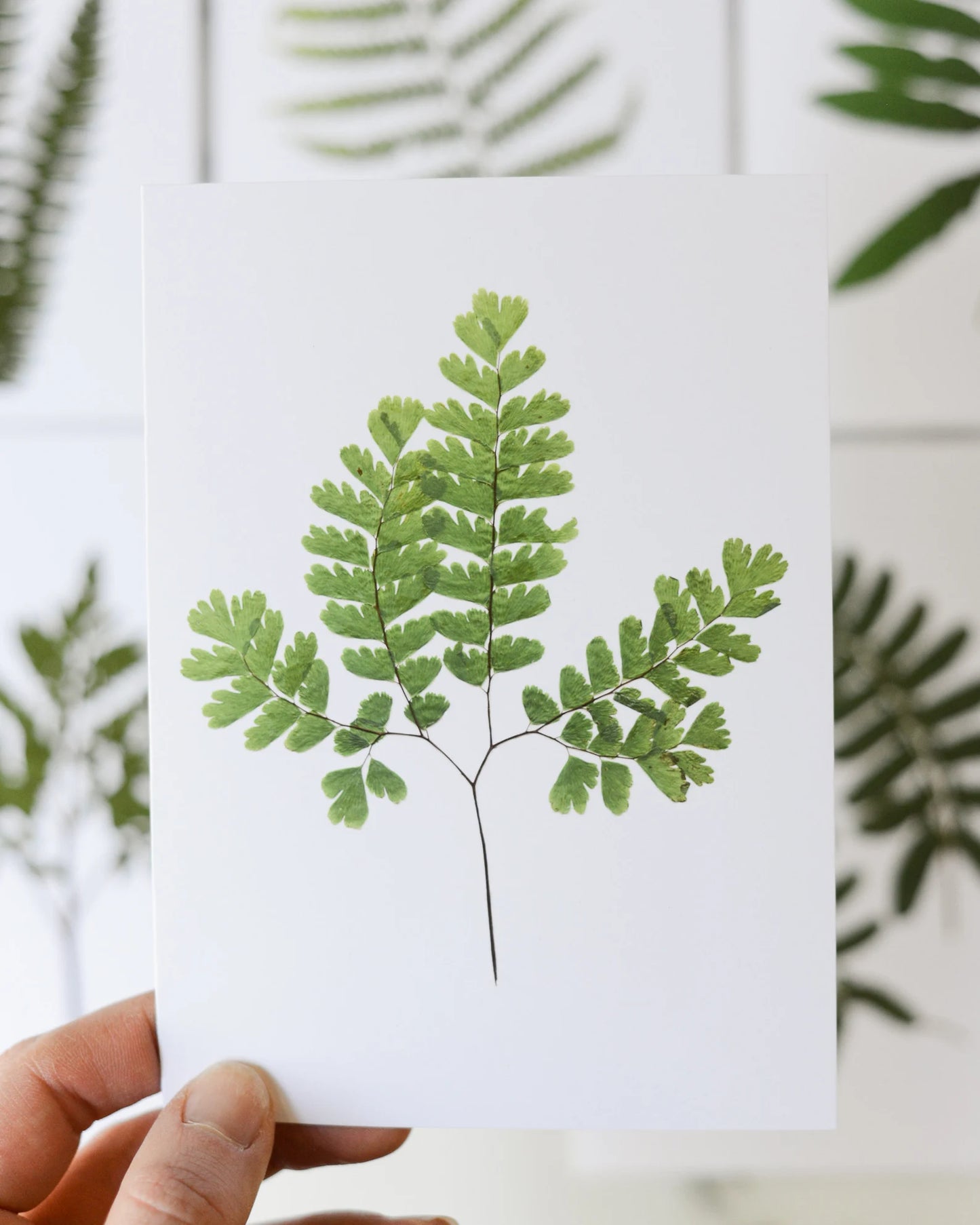 Forest Ferns - Blank Greeting Cards, set of 6 with envelopes