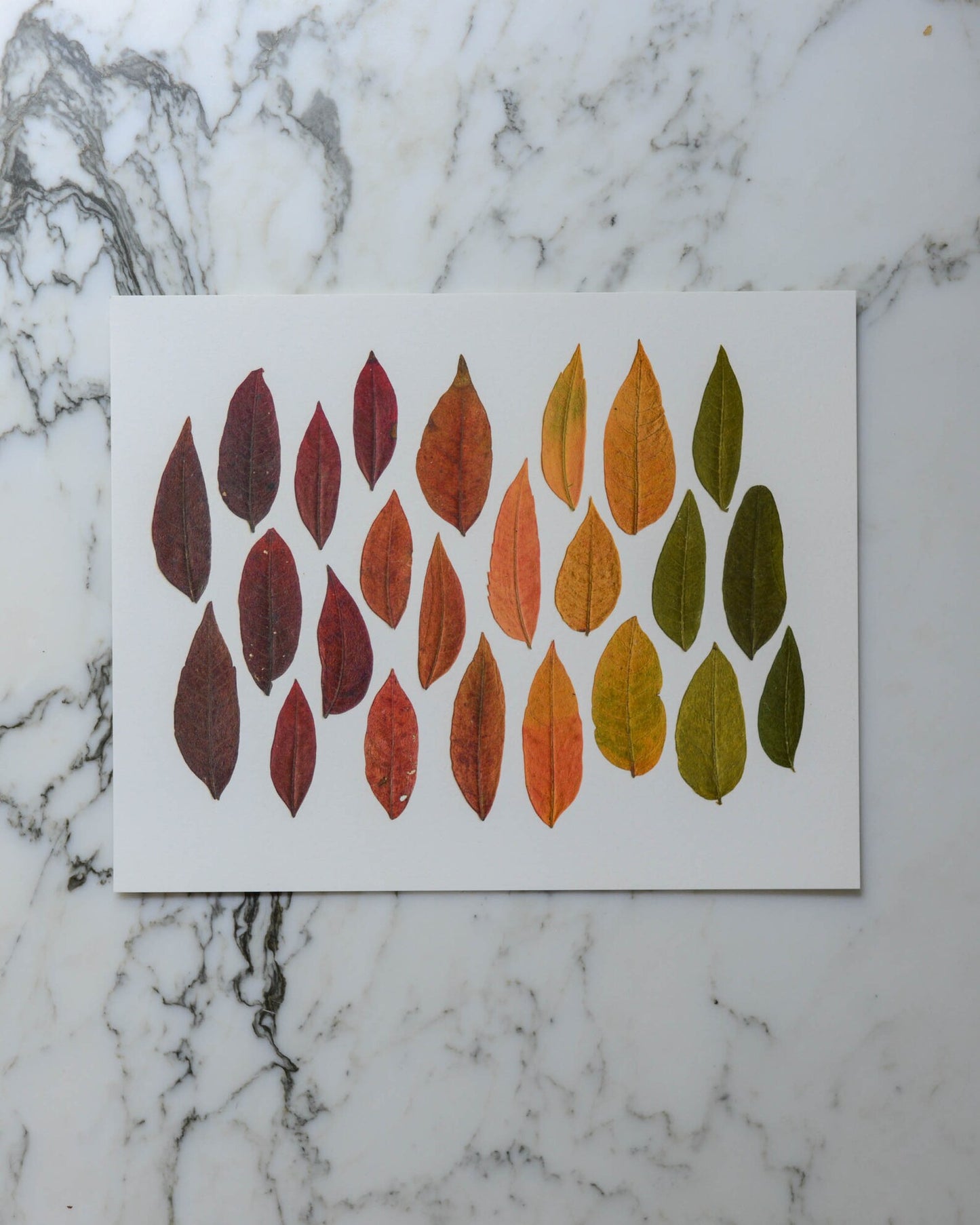 Autumn Leaves Collection - Art Print of Pressed Flowers