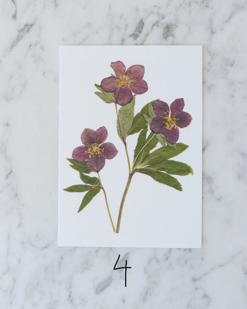 Hellebore Herbarium - Art Print of Pressed Flowers