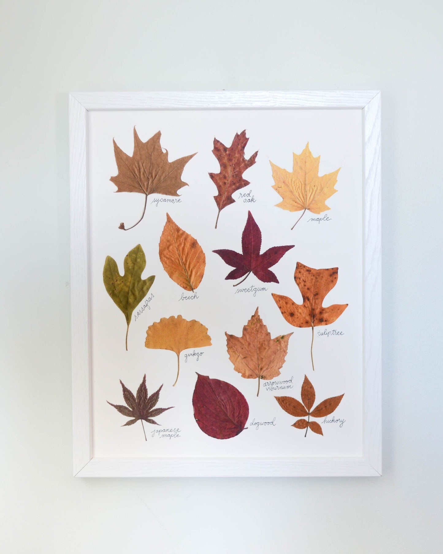 A Year in the Garden - Art Print of Pressed Flowers