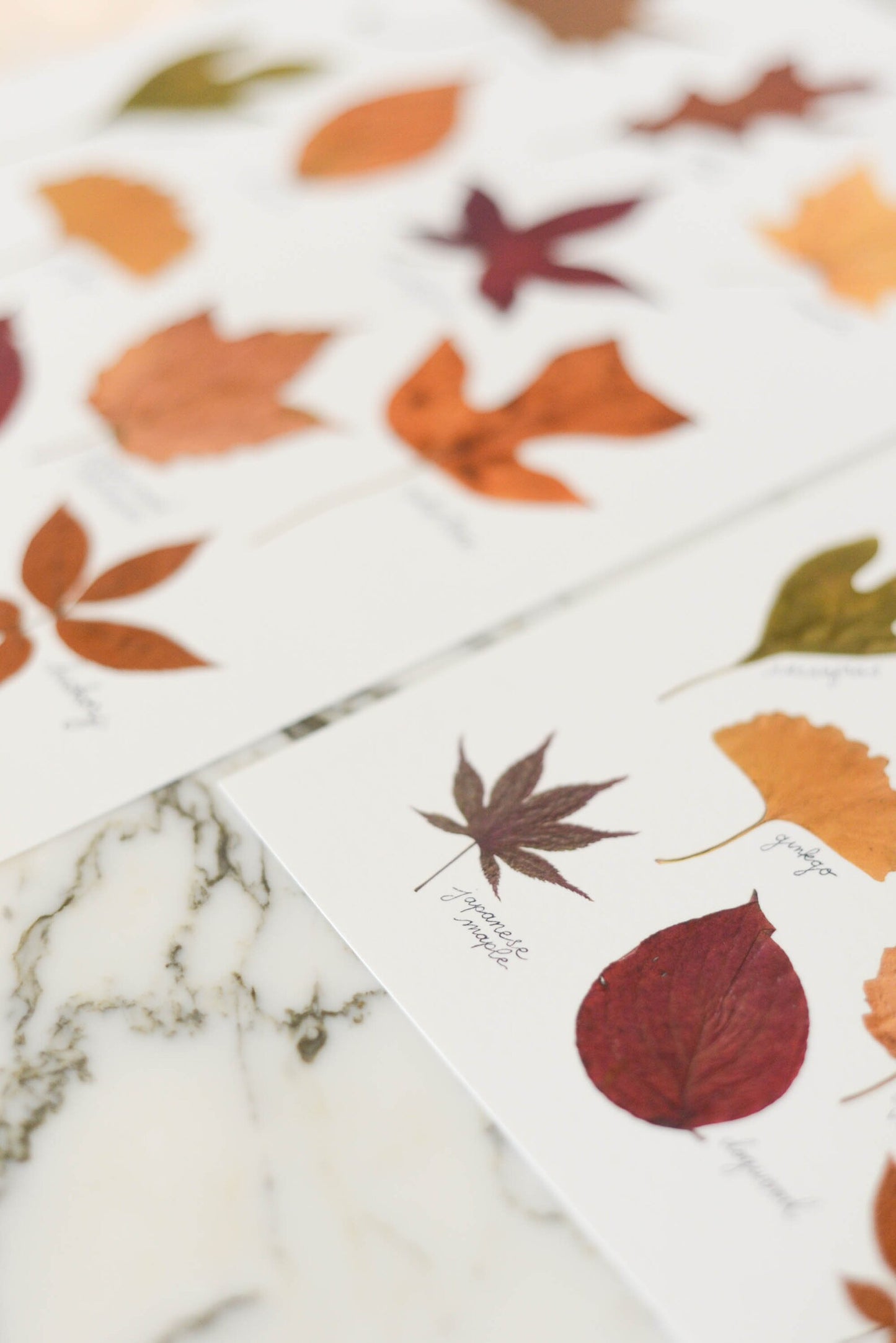 A Year in the Garden - Art Print of Pressed Flowers