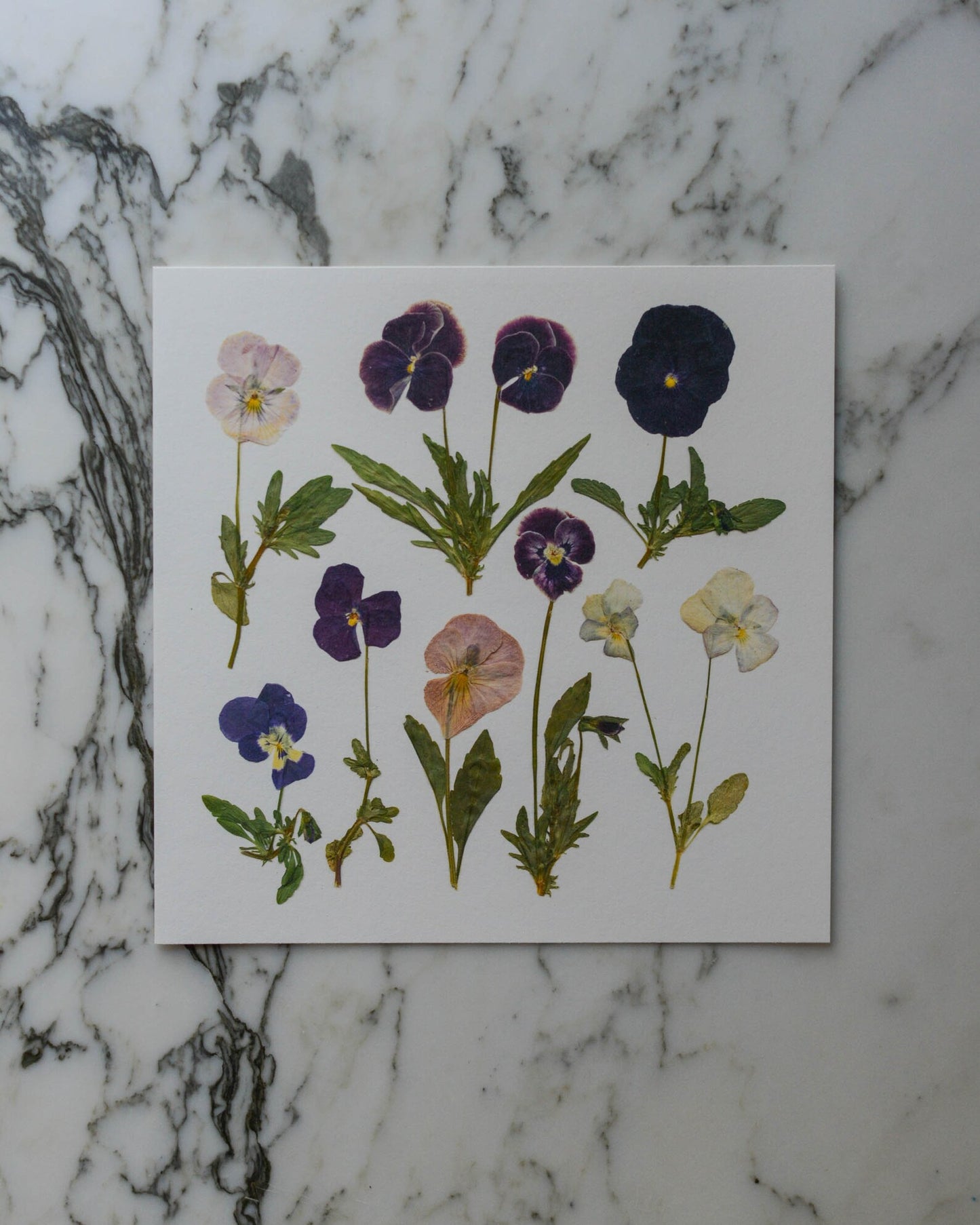 Violas - Art Print of Pressed Flowers