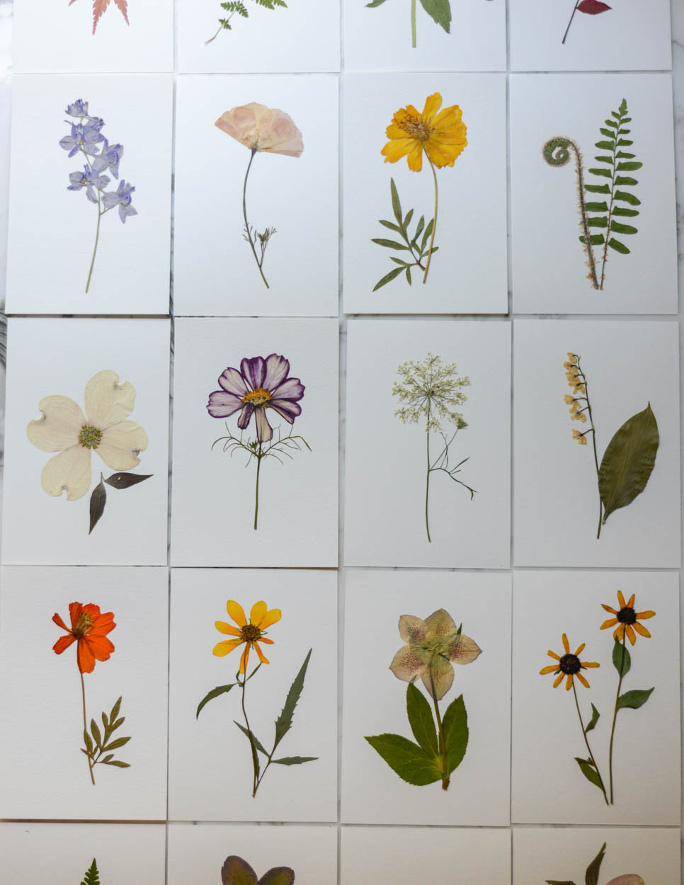 Unframed Botanicals