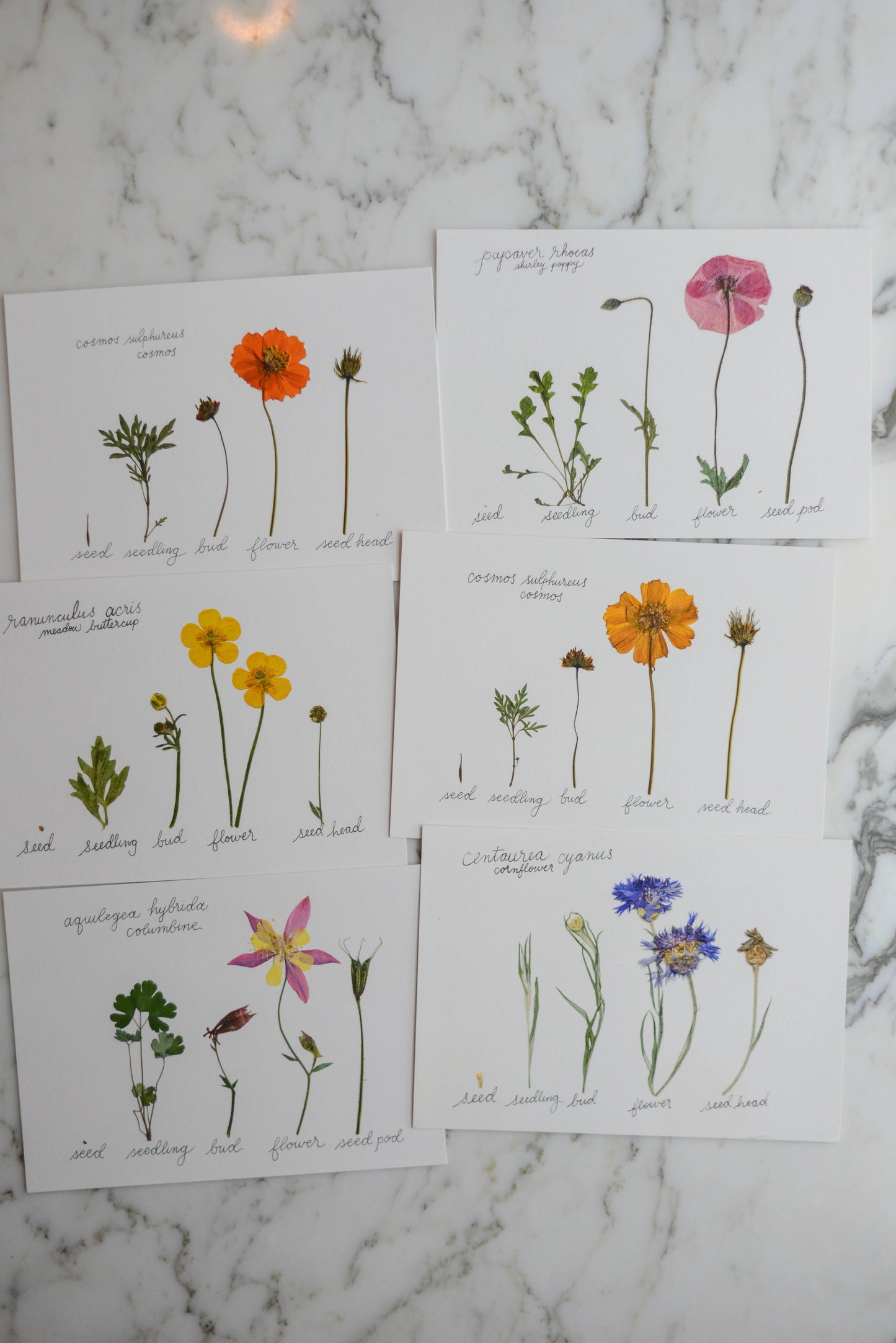 Lifecycle Collection - Art Print of Pressed Flowers