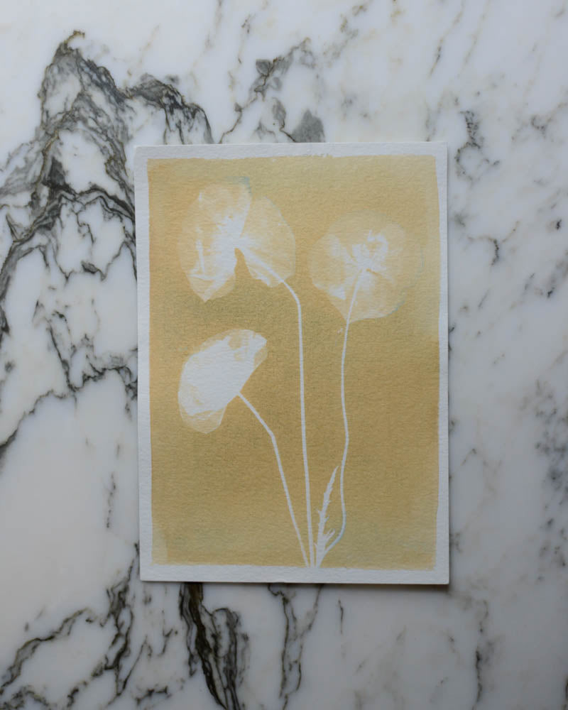 Cyanotype - 5x7" Bleached Poppy