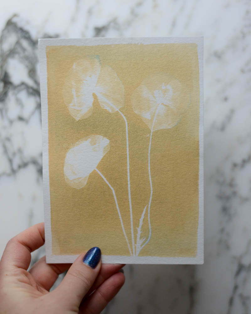 Cyanotype - 5x7" Bleached Poppy