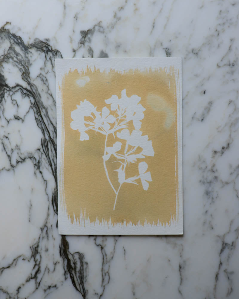 Cyanotype - 5x7" Bleached Phlox