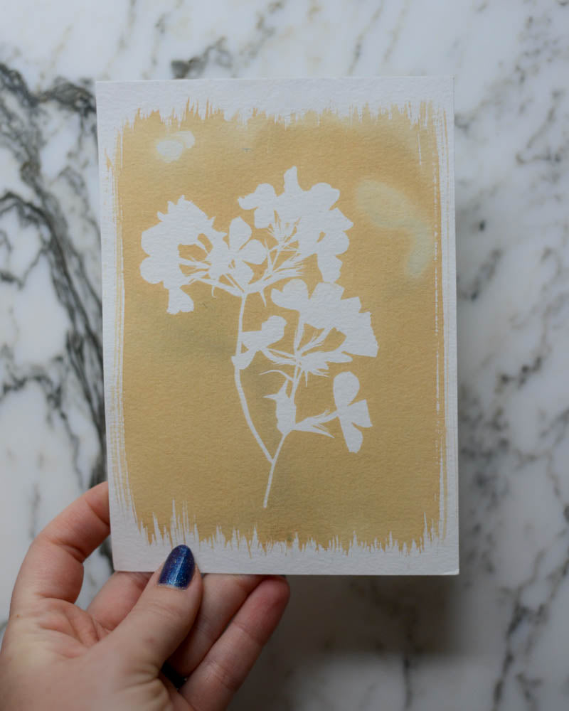 Cyanotype - 5x7" Bleached Phlox