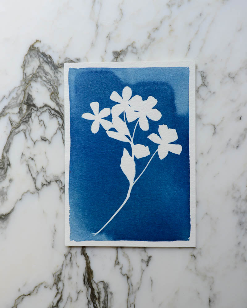 Cyanotype - 5x7" Hellebore