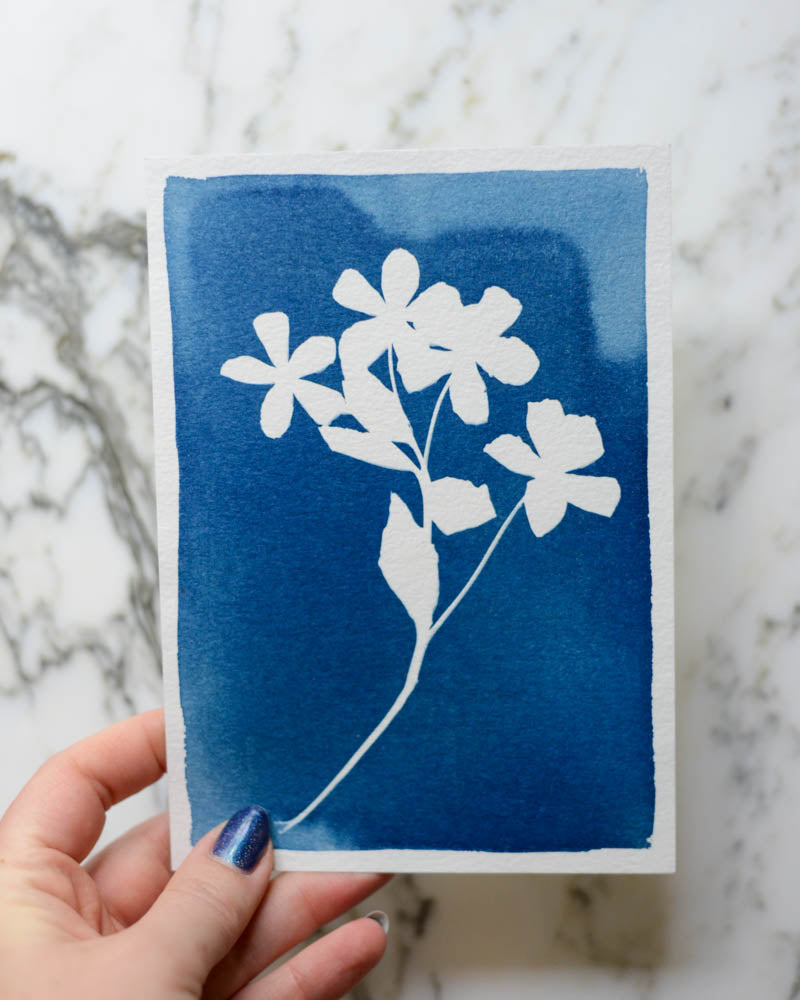 Cyanotype - 5x7" Hellebore