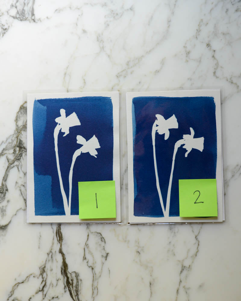 Cyanotype - 5x7" Daffodils