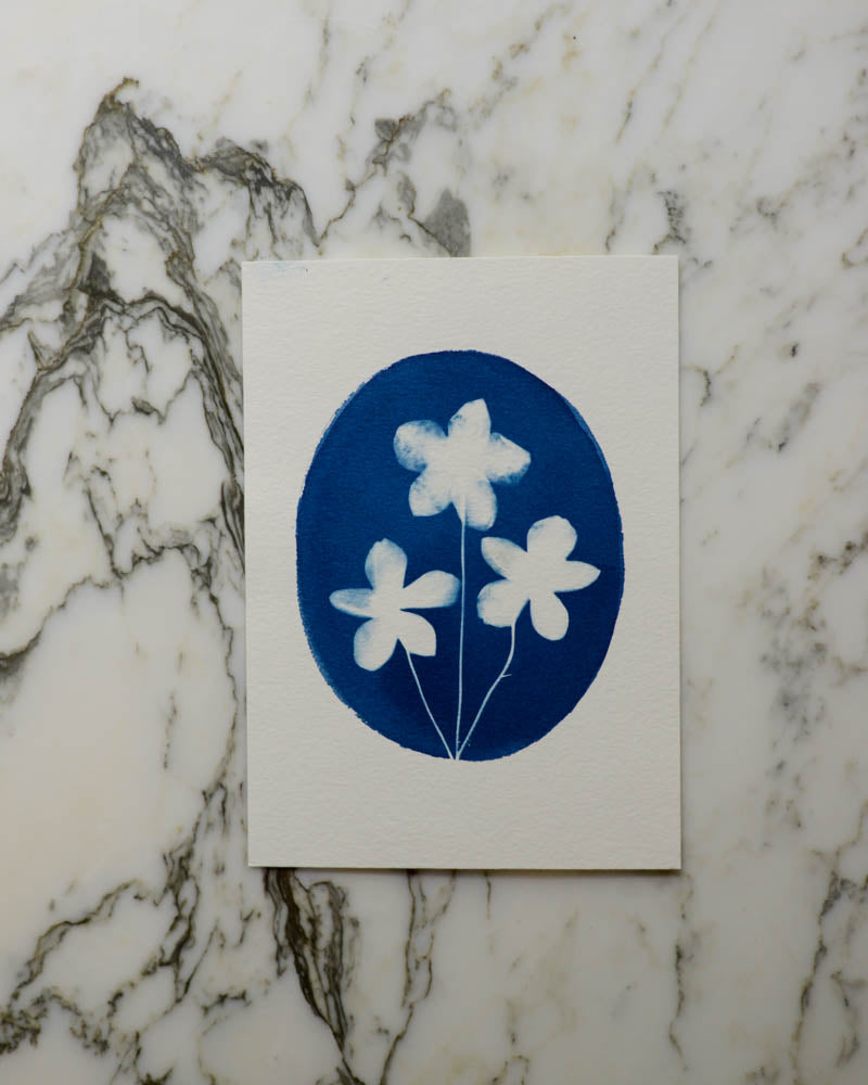 Cyanotype - 5x7" Anemone Cameo