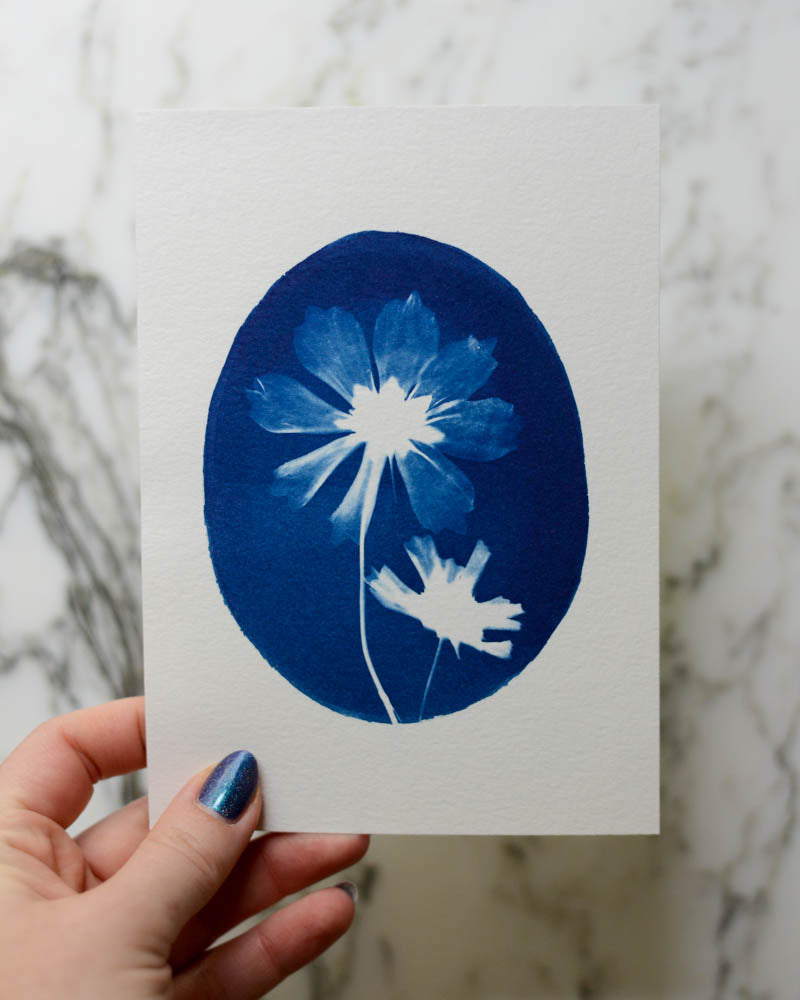 Cyanotype - 5x7" Cosmos Duo Cameo