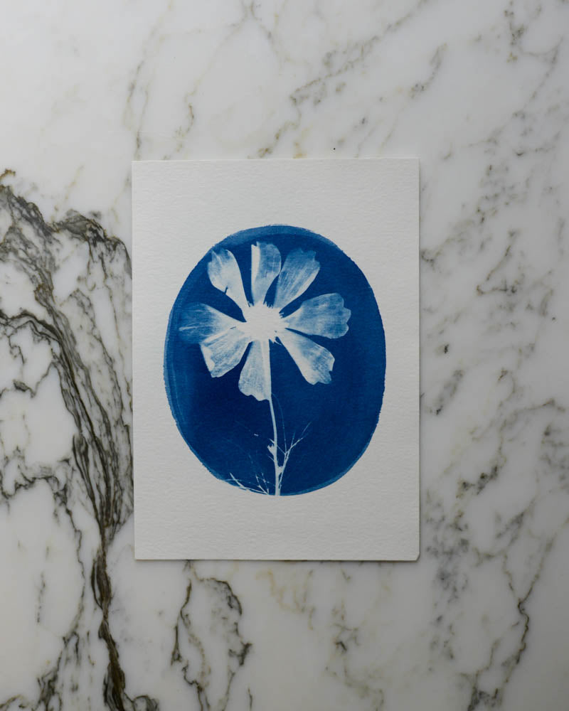 Cyanotype - 5x7" Cosmos Cameo