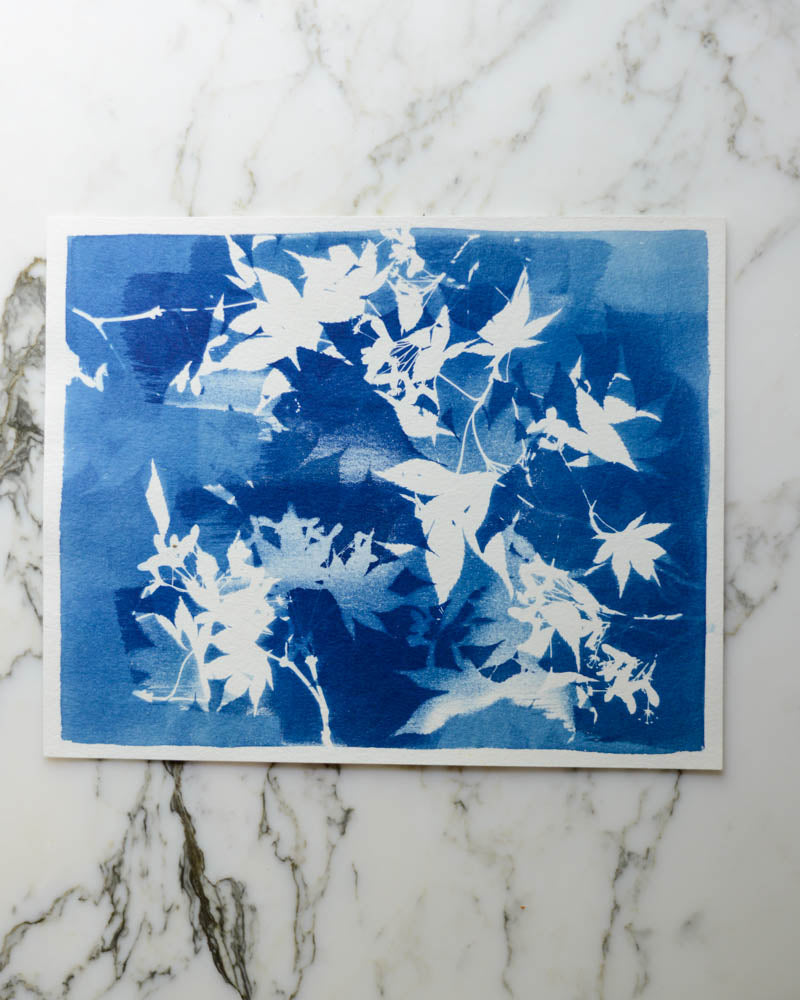 Cyanotype - 8x10" Double Exposure - Maple