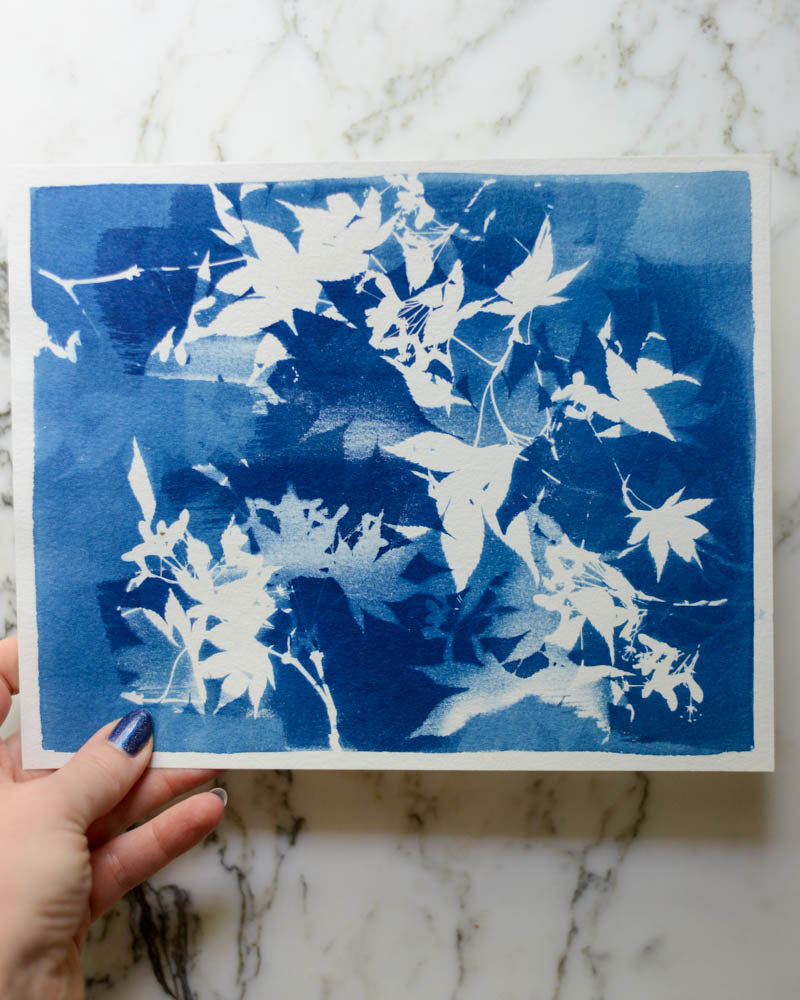 Cyanotype - 8x10" Double Exposure - Maple