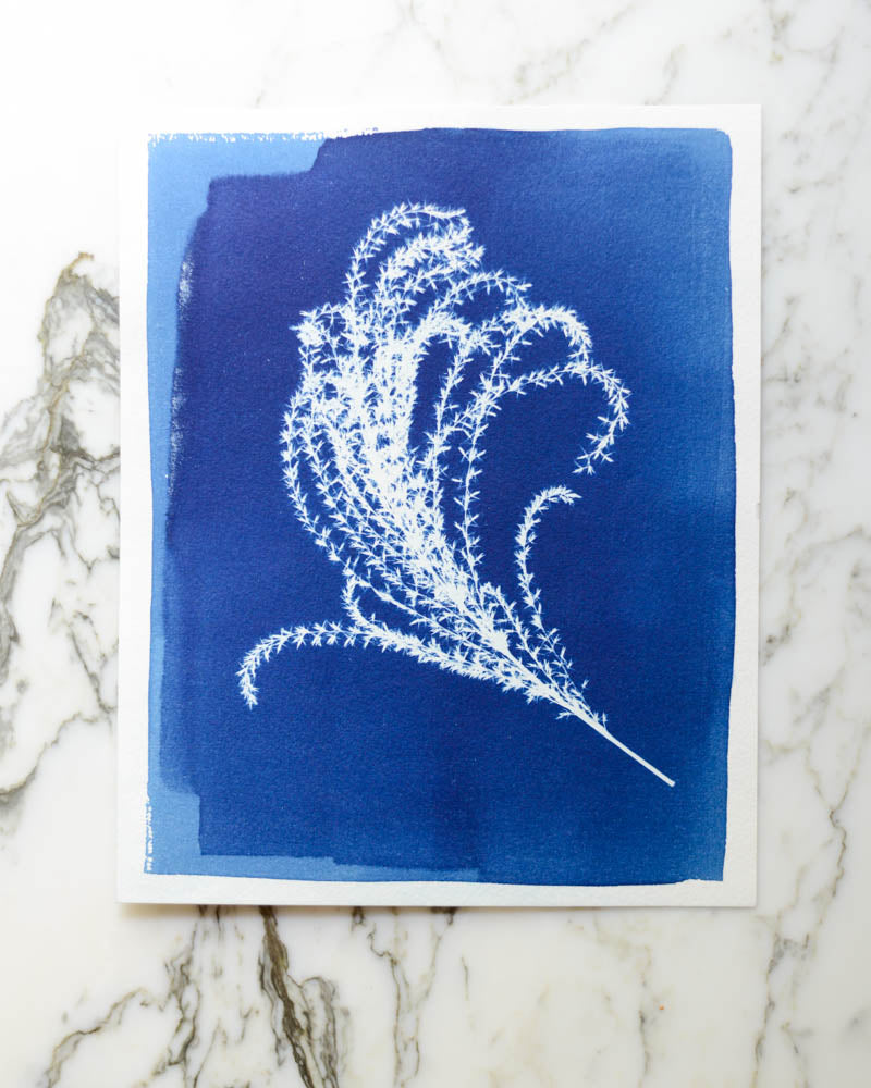 Cyanotype - 8x10" Pampas Grass