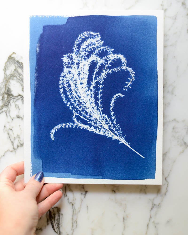 Cyanotype - 8x10" Pampas Grass