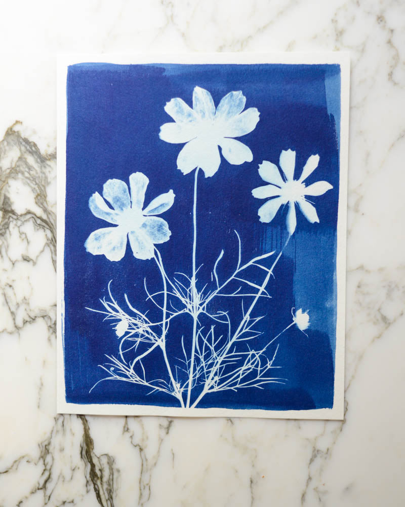 Cyanotype - 8x10" Cosmos