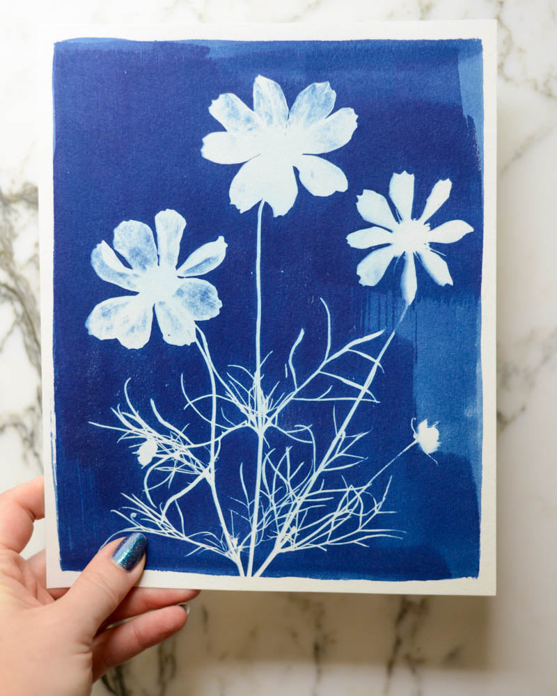 Cyanotype - 8x10" Cosmos