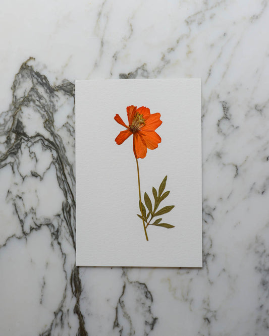 Unframed Botanicals 4x6" - 3