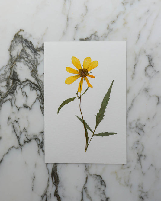 Unframed Botanicals 4x6" - 4