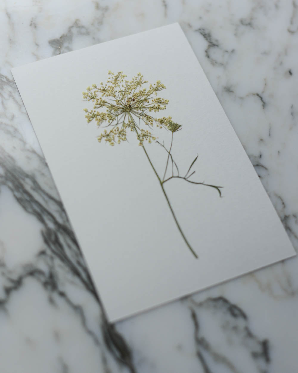 Unframed Botanicals 4x6" - 8