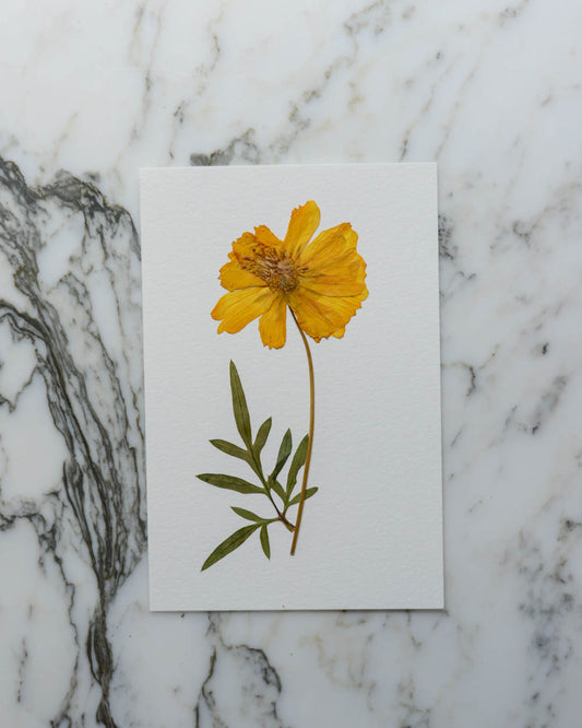 Unframed Botanicals 4x6" - 10