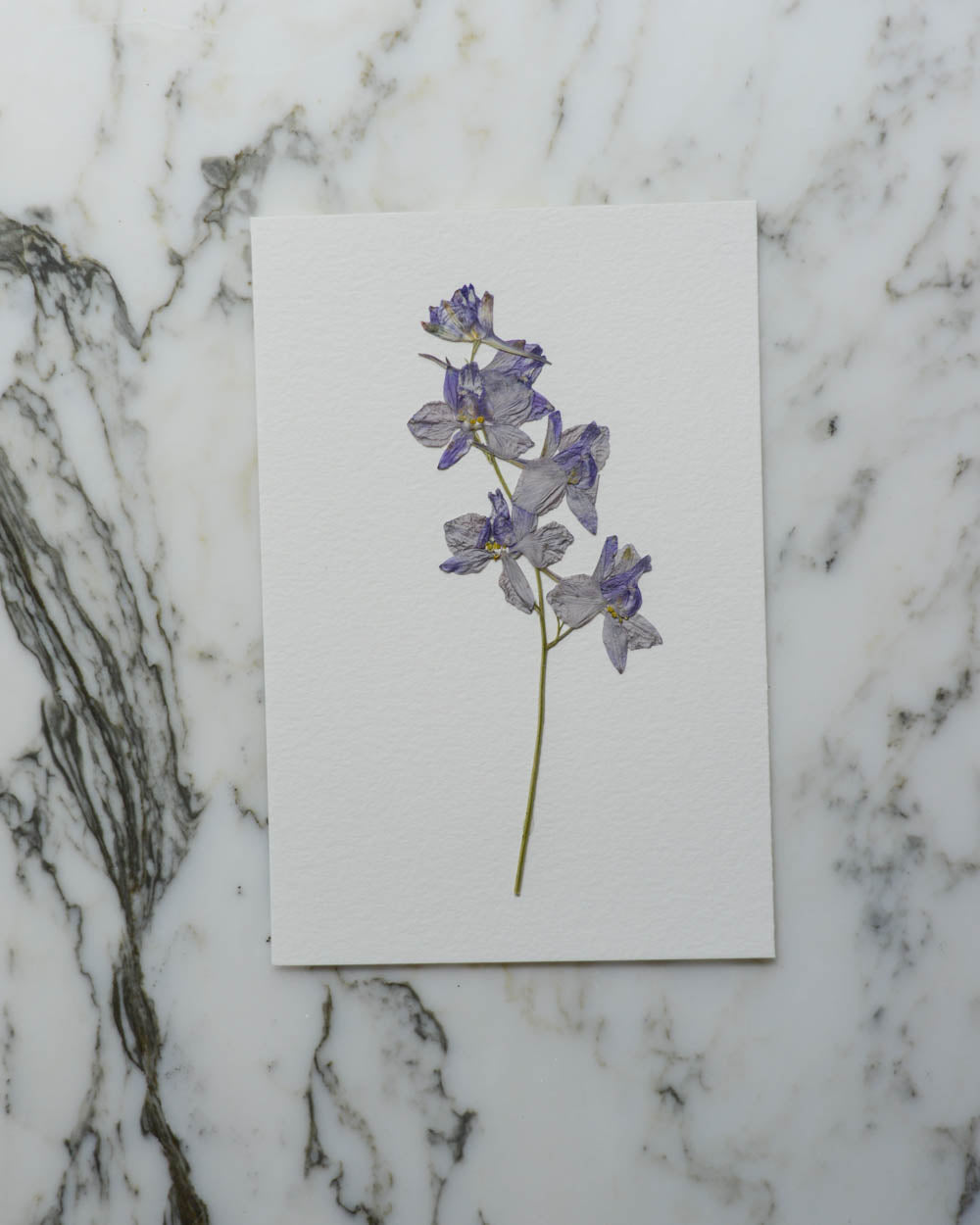 Unframed Botanicals 4x6" - 11