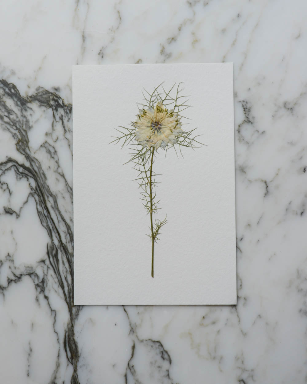 Unframed Botanicals 4x6" - 15