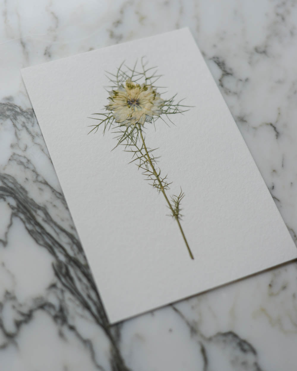 Unframed Botanicals 4x6" - 15