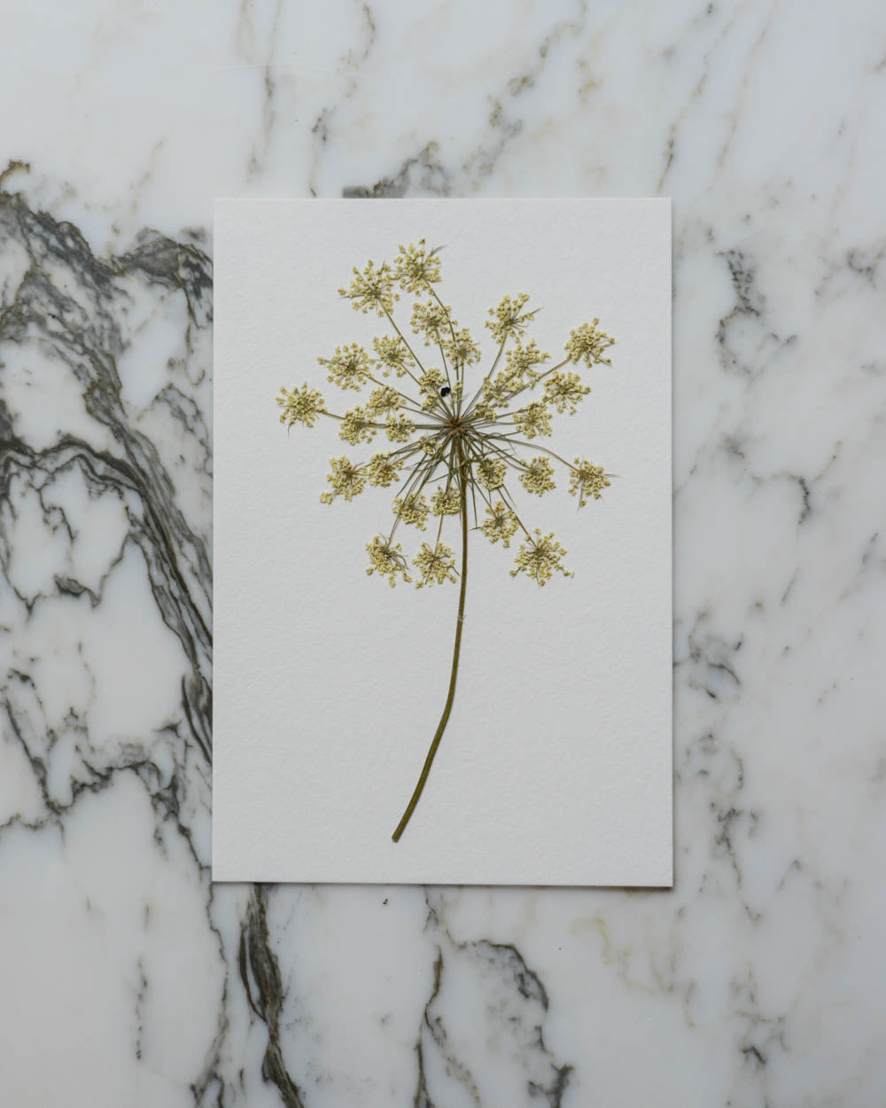 Unframed Botanicals 4x6" - 16