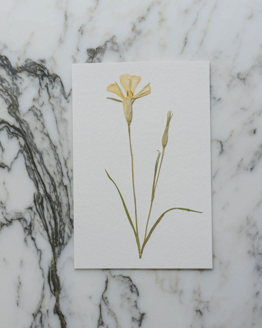 Unframed Botanicals 4x6" - 17