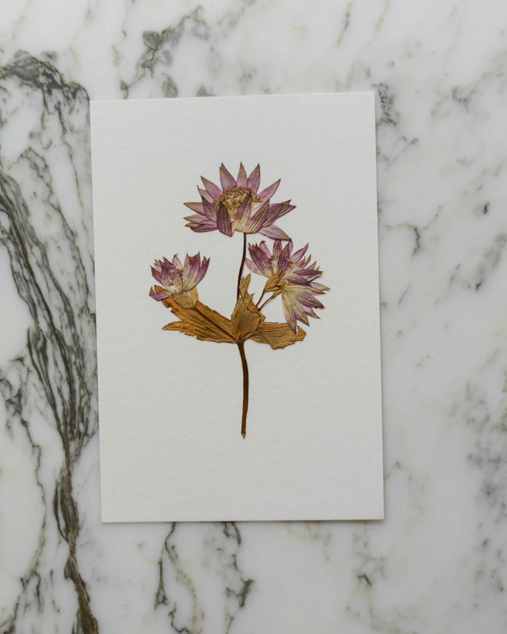 Unframed Botanicals 4x6" - 20