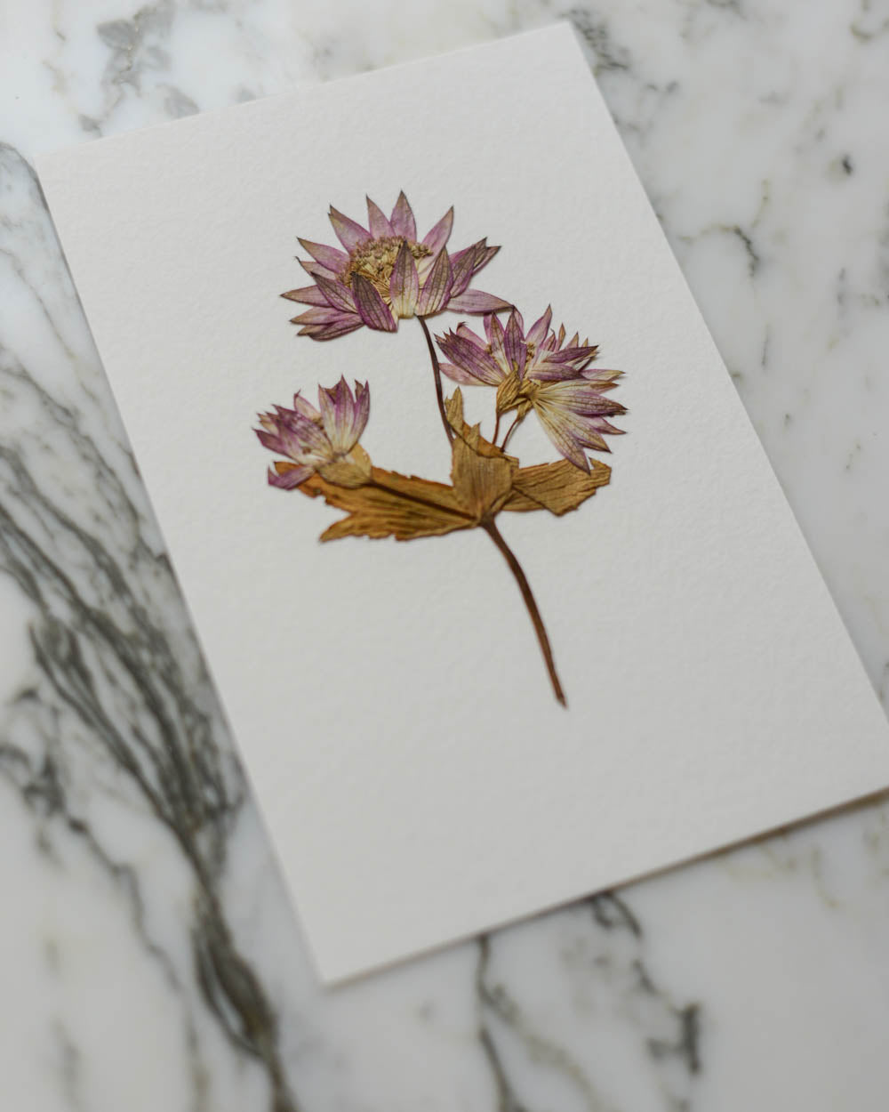 Unframed Botanicals 4x6" - 20