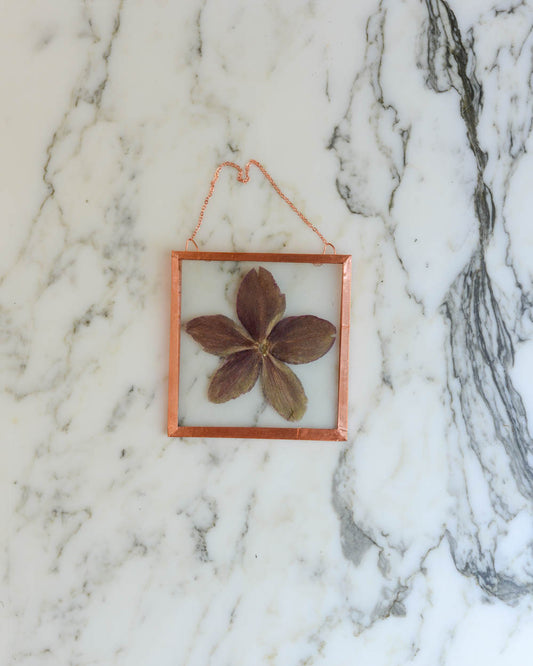 Hellebore - Mini Square Glass and Copper Wall Hanging