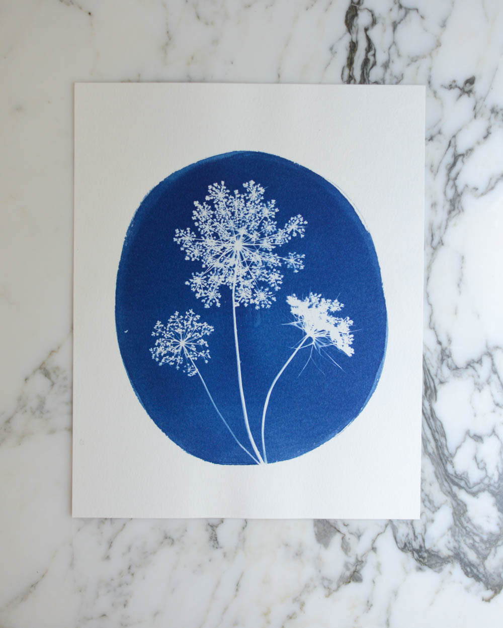 Cyanotype - 8x10" Queen Anne's Lace Cameo