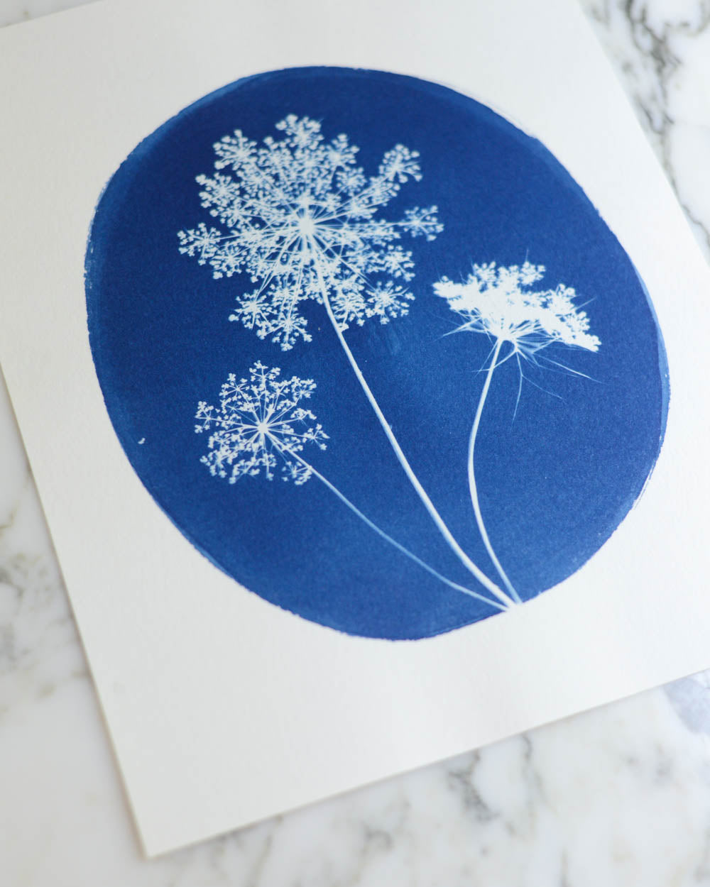 Cyanotype - 8x10" Queen Anne's Lace Cameo