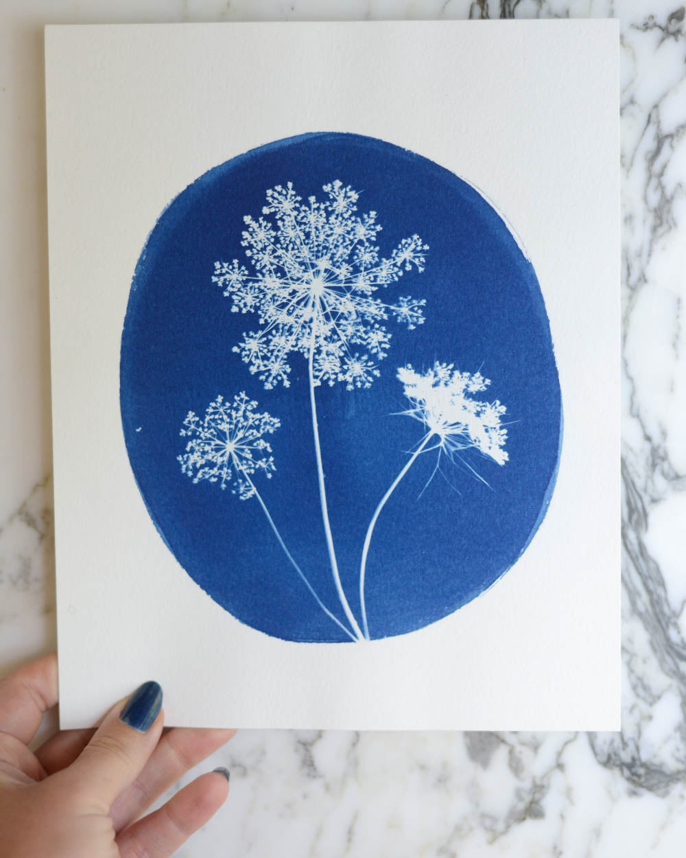 Cyanotype - 8x10" Queen Anne's Lace Cameo