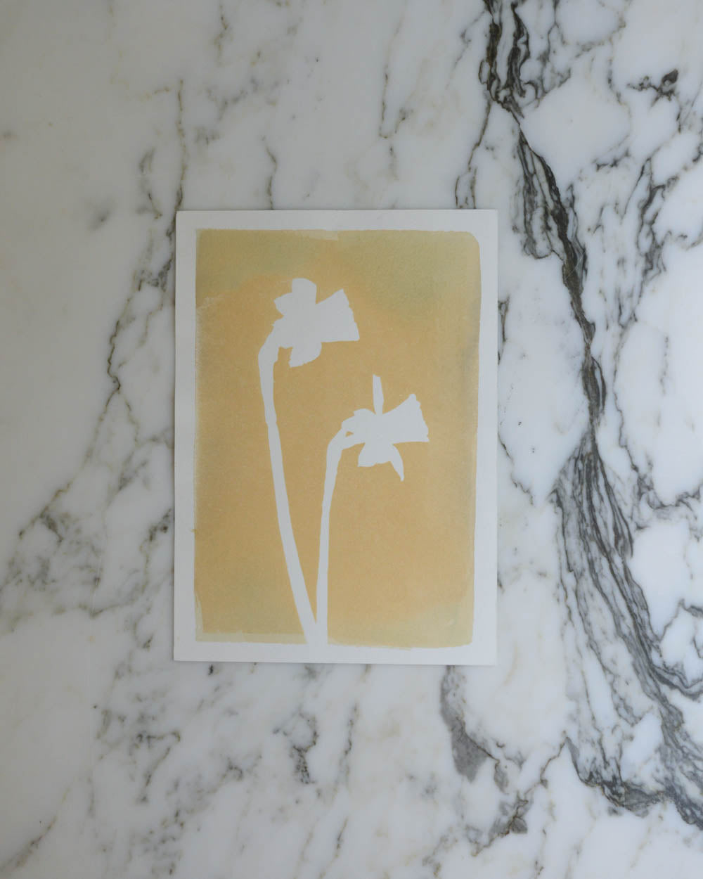 Cyanotype - 5x7" Bleached Daffodil