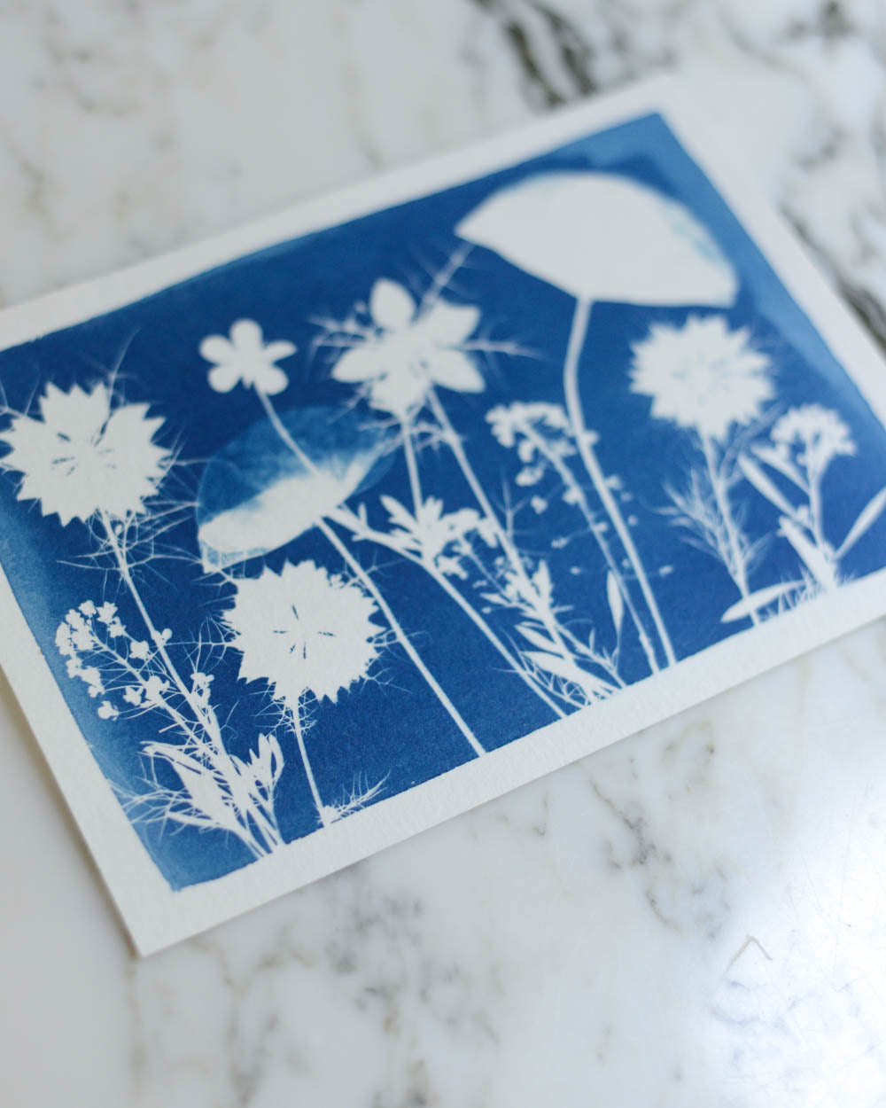 Cyanotype - 5x7" Poppy Meadow