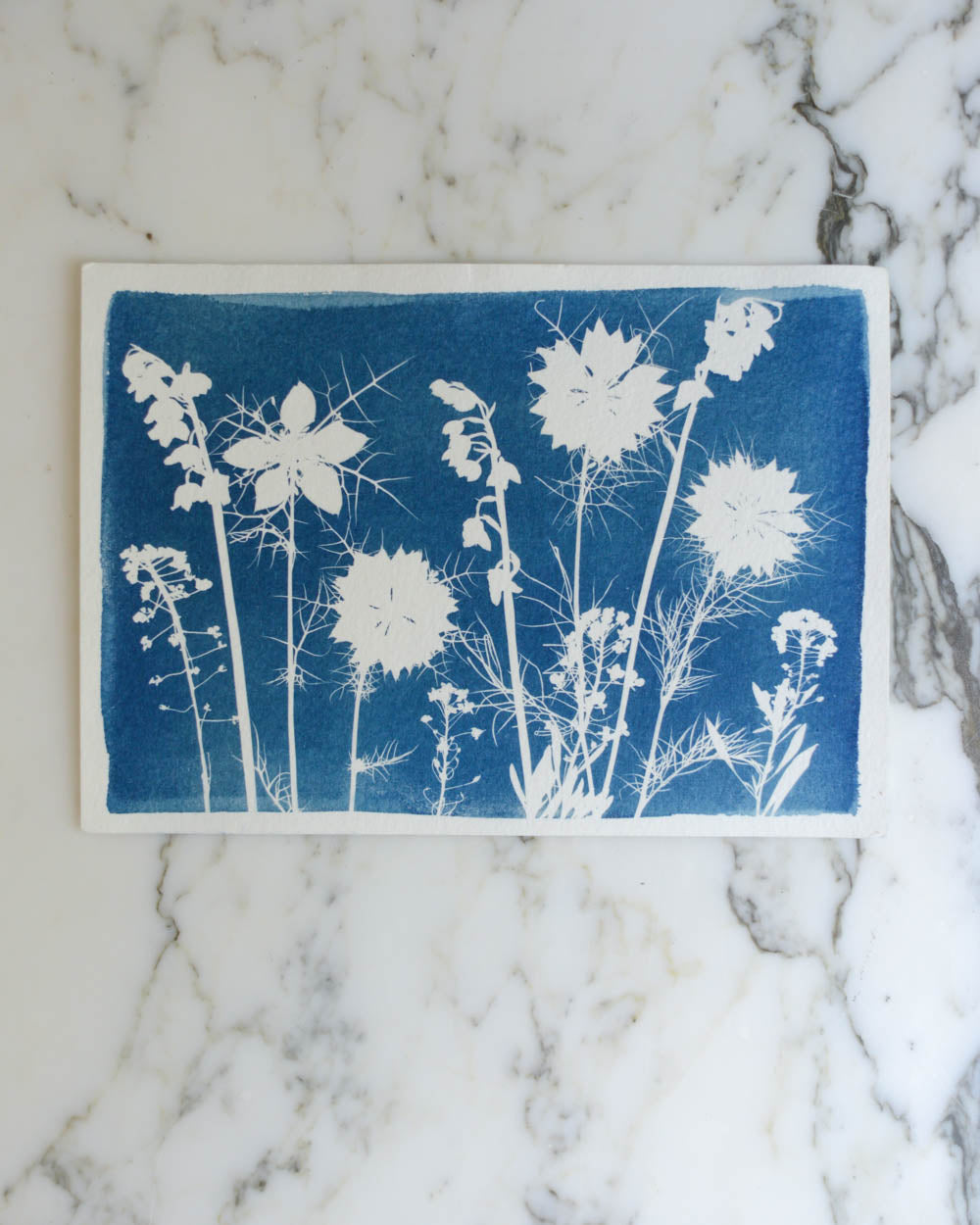 Cyanotype - 5x7" Nigella Meadow