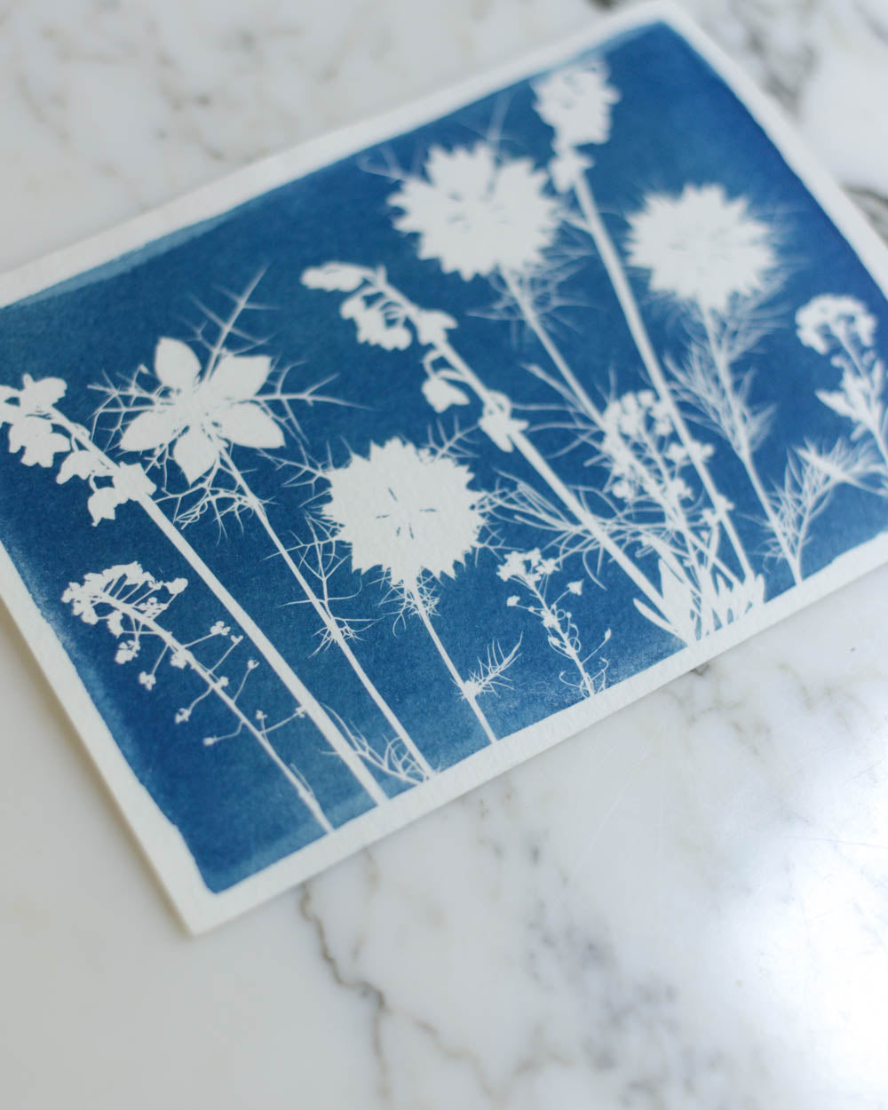 Cyanotype - 5x7" Nigella Meadow