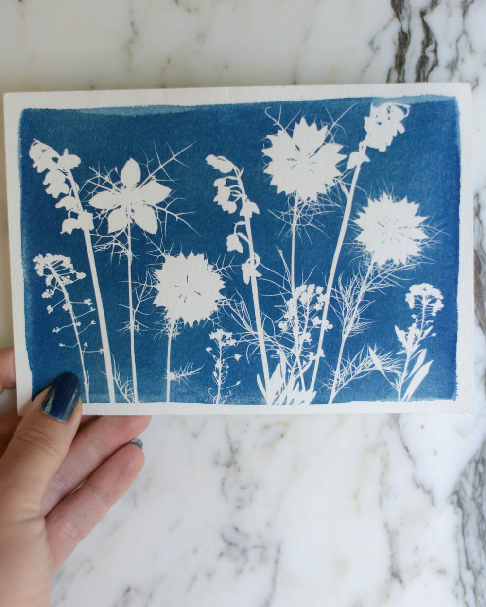 Cyanotype - 5x7" Nigella Meadow