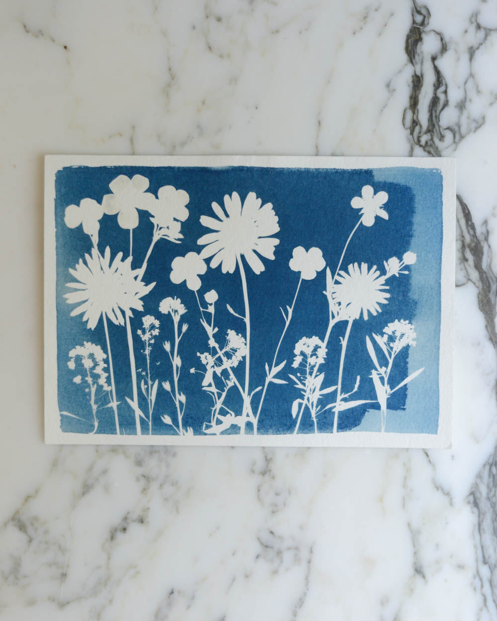 Cyanotype - 5x7" Daisy Meadow