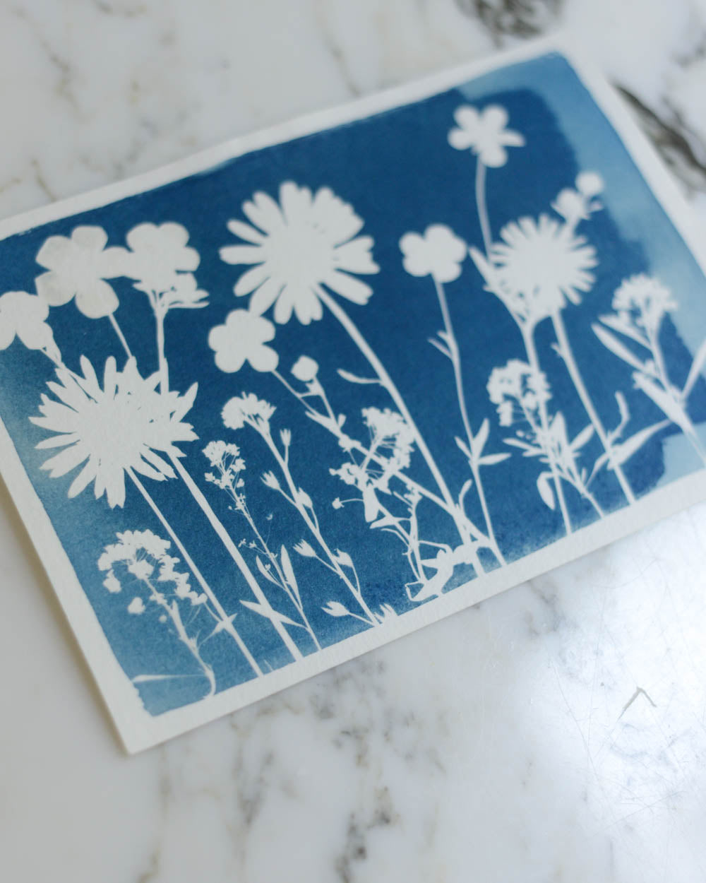 Cyanotype - 5x7" Daisy Meadow