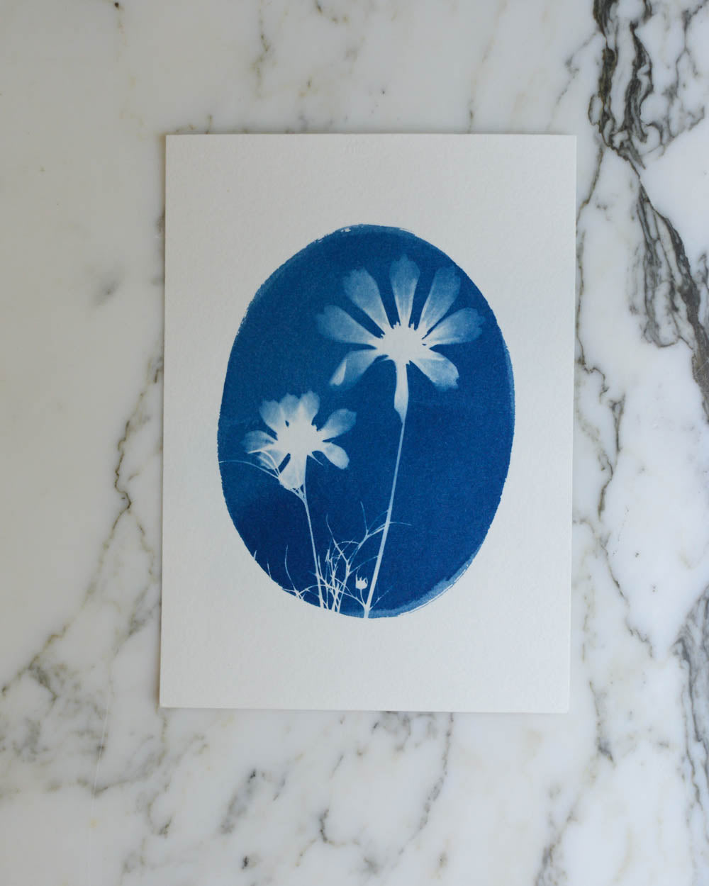 Cyanotype - 5x7" Cosmos Duo 2 Cameo