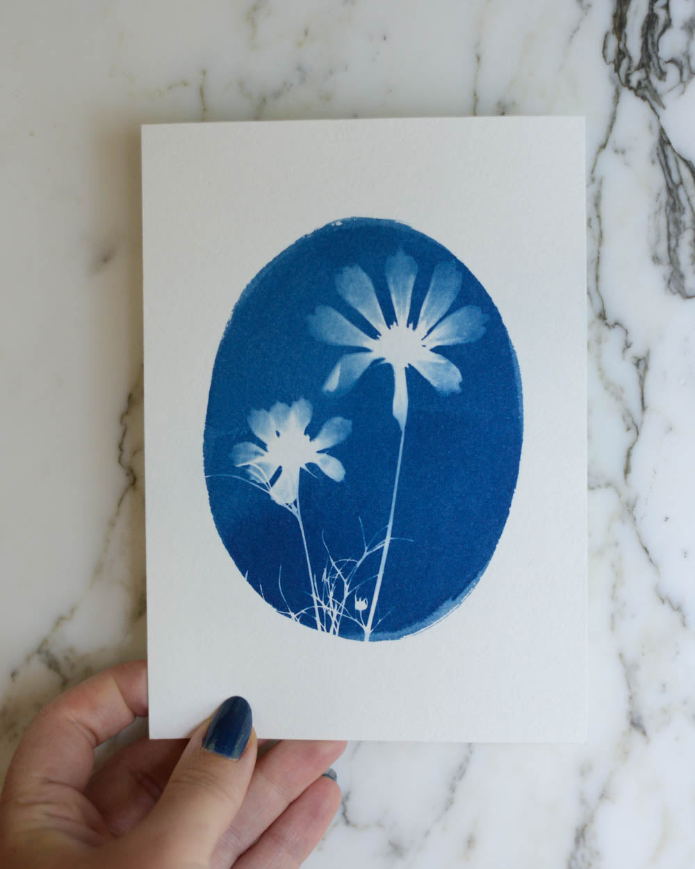 Cyanotype - 5x7" Cosmos Duo 2 Cameo